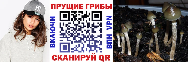 хочу Александровское Галлюциногенные грибы Psilocybine cubensis